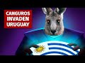 ¿Y si 47 MILLONES de CANGUROS INVADEN URUGUAY?