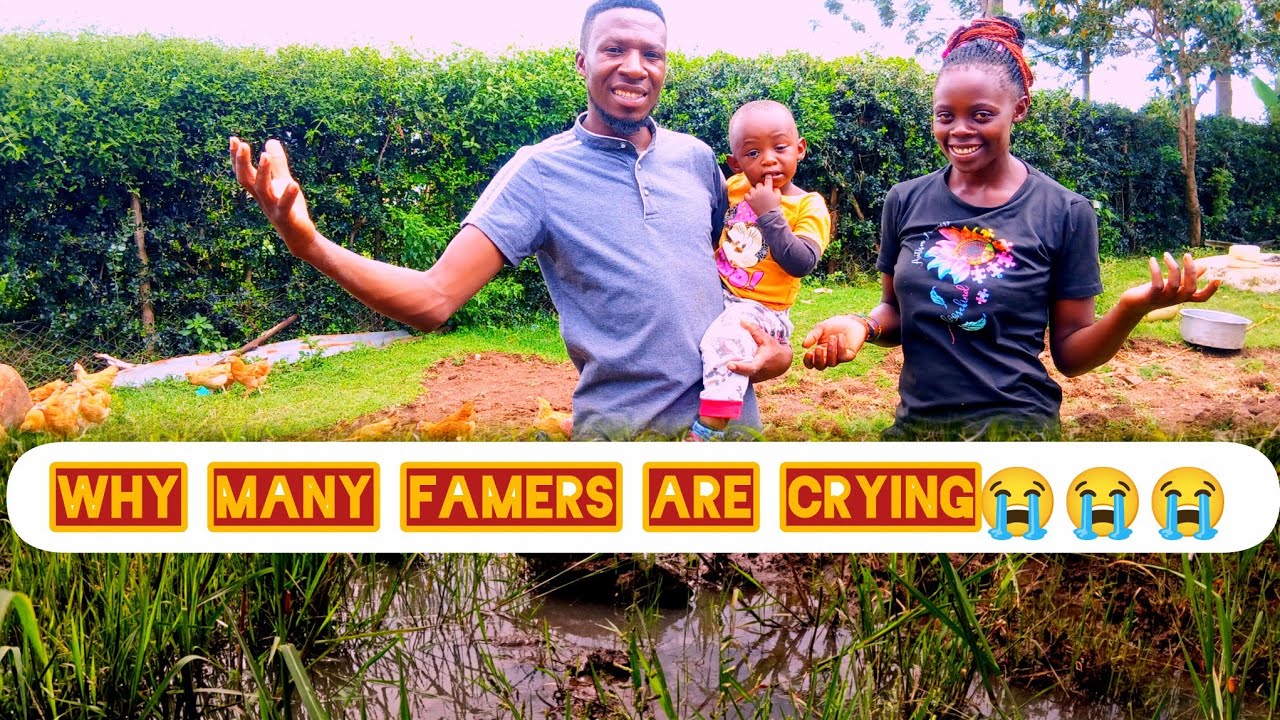 Disaster on Our Maize Farm‼️Heavy Rains Destroy Everything😭Releasing Our Chickens for the First Time