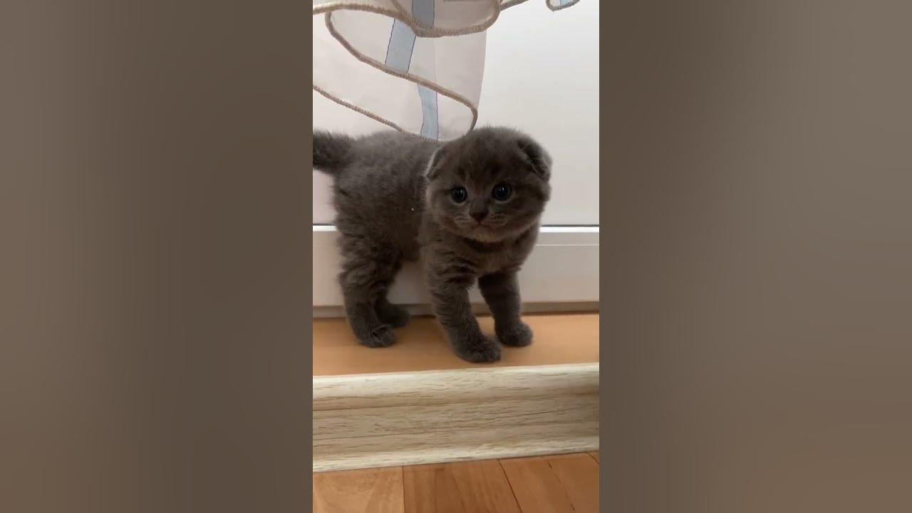 Кот притворился видео. Кот притворился видео