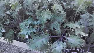 Kale For Sale at Calpoly Pomona