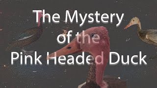 The Mystery of the Pink Headed Duck