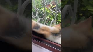 #cachorros #pets #cachorrosdivertidos #mascotas #perros ##cachorro #funny