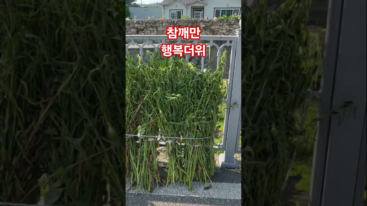 때약볕 참깨만 좋아해