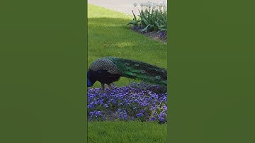 سورة ال عمران 39 بصوت القارئ أحمد العجمي #القرآن_الكريم #اكسبلور #nature #تيك_توك #birds #beautiful