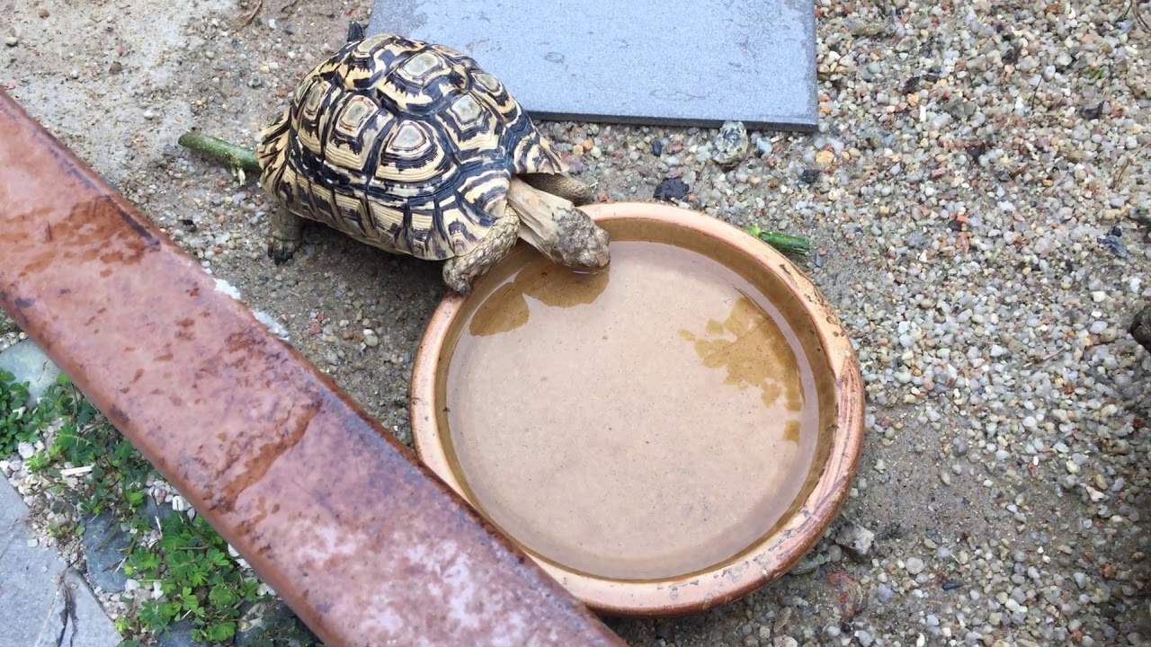 Tortoise drinking water YouTube
