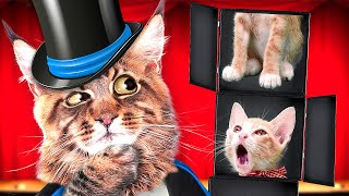 WIZARD CAT: learn some magic 🎩 by Cats and other pets 193,367 views 4 years ago 4 minutes, 27 seconds