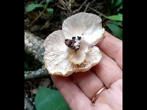 ВЕШЕНКА ЛЕГОЧНАЯ.Pleurotus pulmanarius.