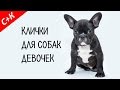 Клички, имена для собак девочек. Как назвать собаку.