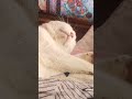 Holy #cats
