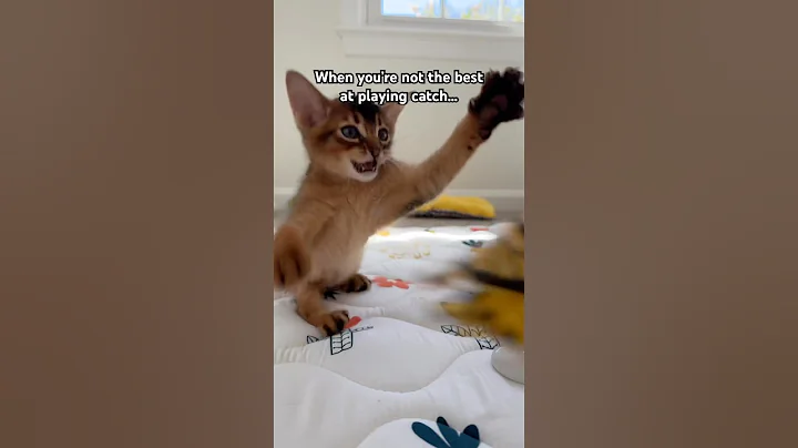 Watch the video about Practice makes purr-fect! Abyssinian kitten learning to play #abyssinian #catlovers #catshorts