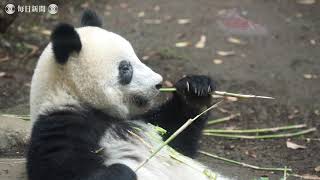 上野動物園 ：シャンシャン親離れの準備　体重３７キロに
