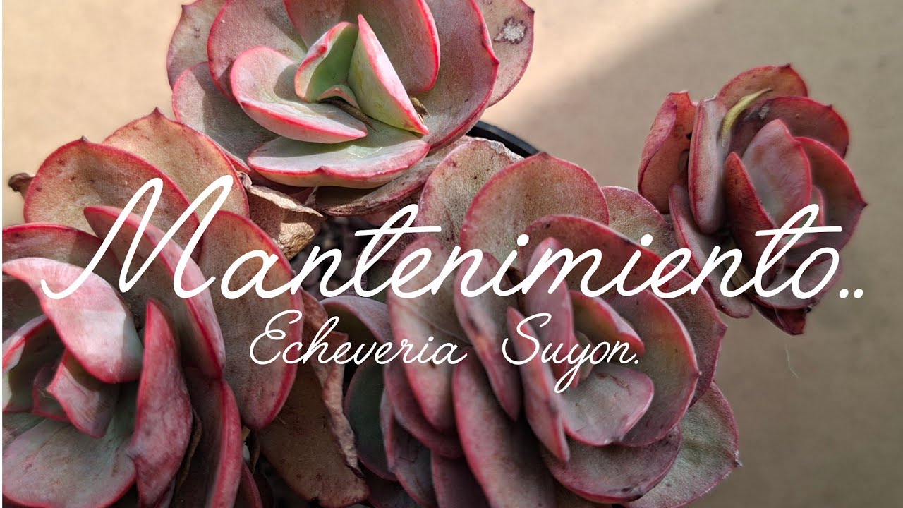 Mantenimiento Echeveria Suyon. #suculentas #plantas #jardín #plants 