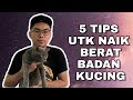 5 TIPS NAIKKAN BERAT BADAN KUCING