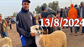 ثمن الحولي و 120 نعجة دافعة على ميلاد في المغرب  تحسين الجودة في حولي صردي من سوق