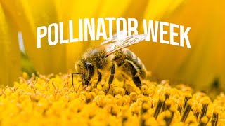 Pollinator Week