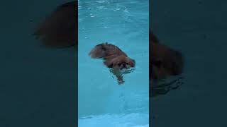 Do Japanese Chins swim?  #dog #japanesechin #swimmingpool  #tango #cute #puppy