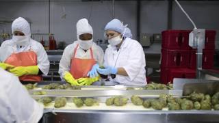 Seguridad y Salud en el trabajo en el sector agroindustrial - SUNAFIL te informa
