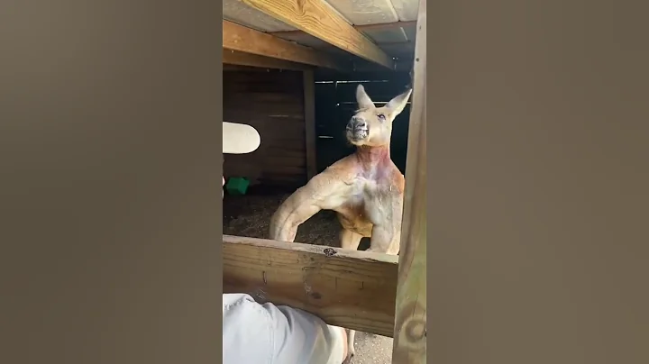 Worlds Strongest Kangaroo 😱 #shorts #animals #giant #kangaroo #zoo