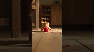 Kutie Cat Does It Again