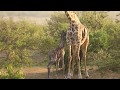 Giraffe Birth Nashulai Maasai conservancy PT 1