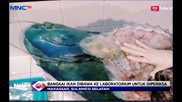 Petugas BKSDA Evakuasi Bangkai Ikan Napoleon di Perairan Tanjung Bira - LIM 10/04