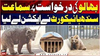 Sindh High Court Reviews Petition on Karachi Zoo Bear Rano’s Health Condition - Breaking News