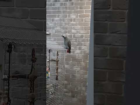 Фантазер ты меня называла. Говорящий попугай Жако Бендер Громов.