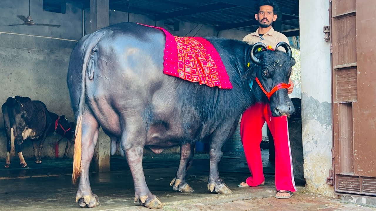 ਆ ਮੱਝ ਫੁੱਲ ਵਜ਼ਨਦਾਰ ਵੱਡੀ 16 ਕਿੱਲੋ ਦੁੱਧ ਵਾਲੀ/ ਆ ਵਹਿੜ 15 ਦੁੱਧ ਤਿਆਰ/ ਮੋਹਨਪੁਰਾ/ ਤਰਨਤਾਰਨ 