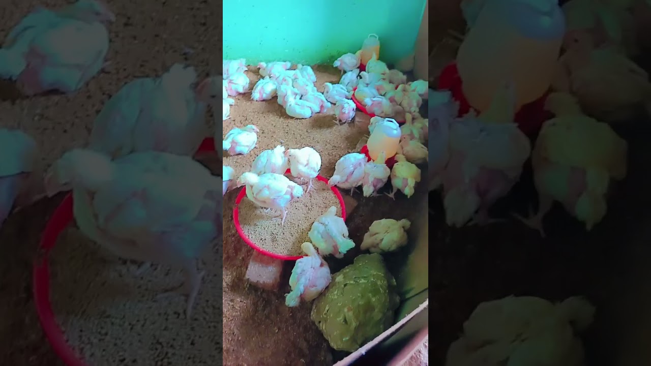 NAMNA YA KUPUNGUZA GHARAMA  / MATUMIZI MAKUBWA YA CHAKULA KWA BROILER FANYA HAYA👆