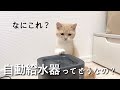 自動給水器を置いてみたら、猫の反応は？【猫グッズ】