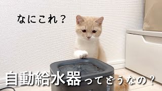 自動給水器を置いてみたら、猫の反応は？【猫グッズ】