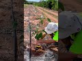 Water Boring Makes Orchard Planting Faster