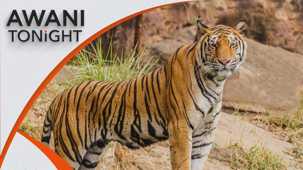 AWANI Tonight: Saving our Malayan tigers from extinction - YouTube