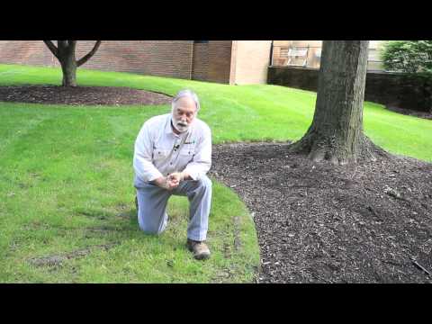 How To Cover Exposed Tree Roots : Tree Trimming U0026 Care