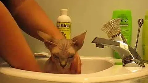 Video 1227031: sphinx, sphynx, hairless breed, cat bath