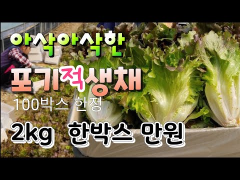 아삭아삭 포기 적생채 마지막 ^^한박스 만원 ^^ 꼭 문자로