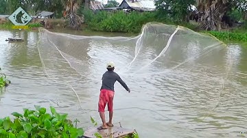Cast net fishing catching Tilapia