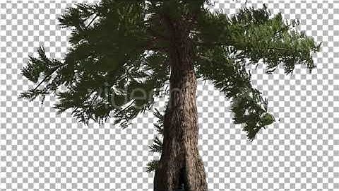 Western Red Cedar Fluttering Leaves Coniferous | Motion Graphics - Envato elements