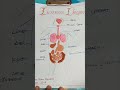 Internal Organs of Human Body with Clay| Please Subscribe!