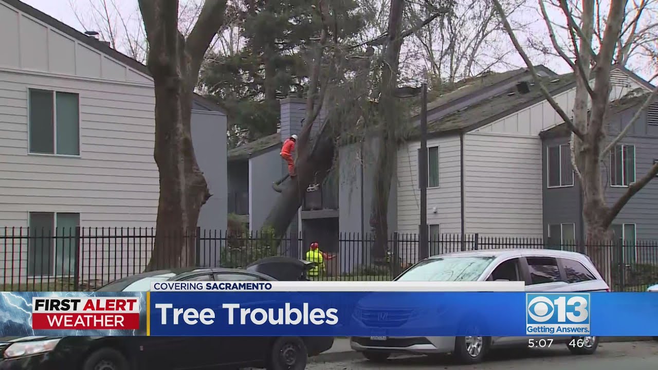 Crews work to clear downed trees across the region ahead of next storm ...