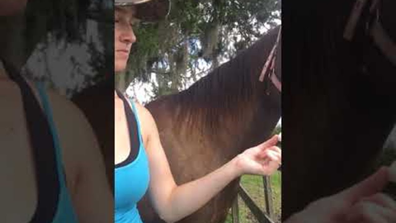 Horse Reacts to First Taste of Sugar Cubes || ViralHog