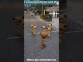 GTA 5 RP Baby Lioness Group Roaming the City in FiveM 🦁 😭