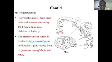 Cerebral cortex part 2