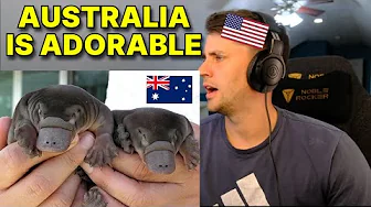 American reacts to the Platypus: Americas FAVORITE Australian animal