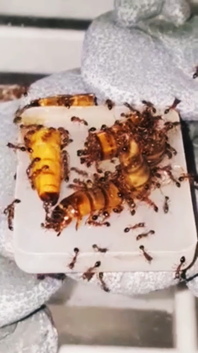 Tetramorium Bicarinatum / Antkeeping / Ants house #insectlovers #insects #ants #antscanada