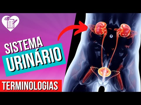 hqdefault - Termos Técnicos Sistema Urinário