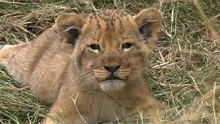 WE SafariLive-  Cute animals only!