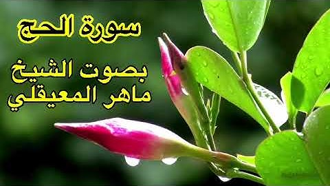 سورة الحج كاملة بدون اعلانات بصوت الشيخ ماهر المعيقلي