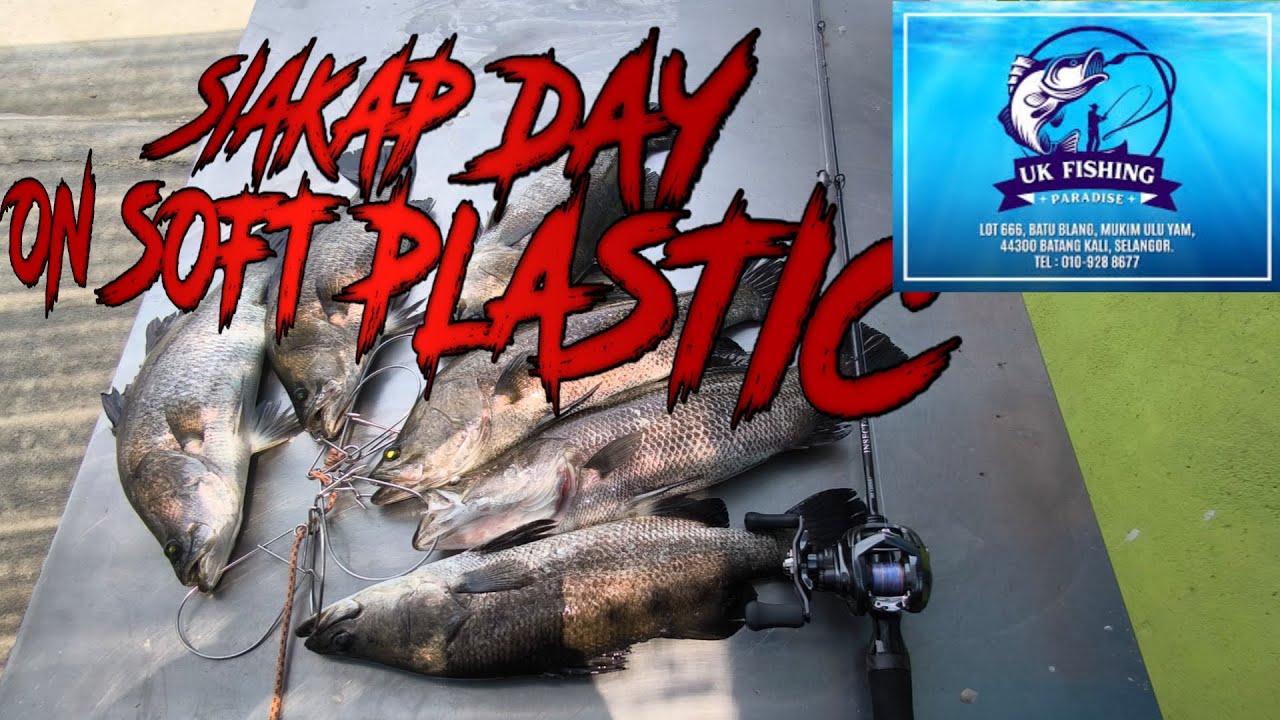 Siakap Day @ UK FISHING PARADISE | EP : 024 #daiwa #fishing #takkumpau #casting #kolampancing