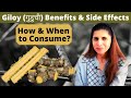 Giloy Benefits & Side Effects | Right Method of Consuming | How much & When to Consume गुडूची Hindi